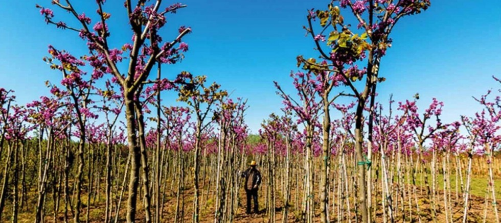 Fidan üretiminde yeni dönem: Sertifika standartları ve kayıt kuralları sil baştan!