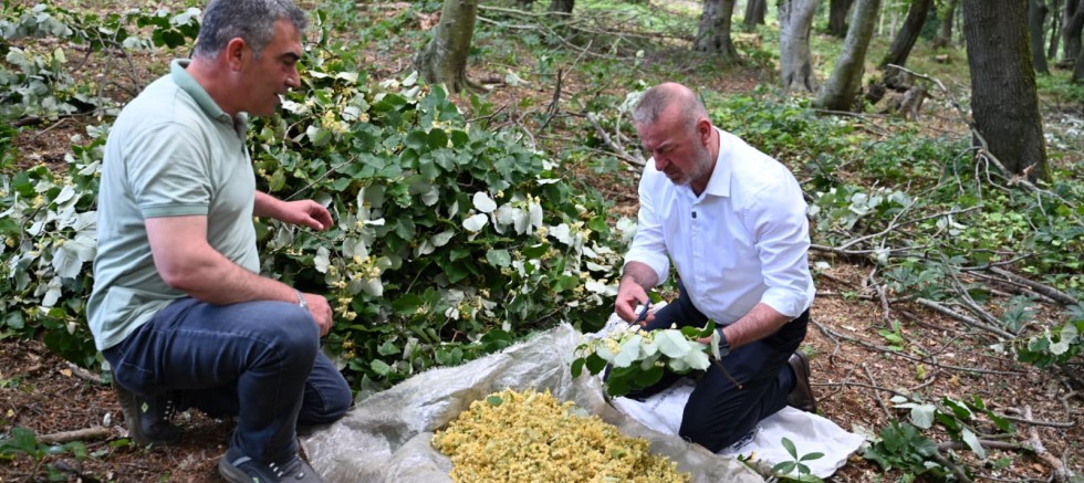 Karacabey'de ıhlamur hasadından kırsal ekonomiye destek