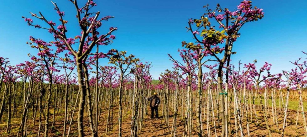 Fidan üretiminde yeni dönem: Sertifika standartları ve kayıt kuralları sil baştan!