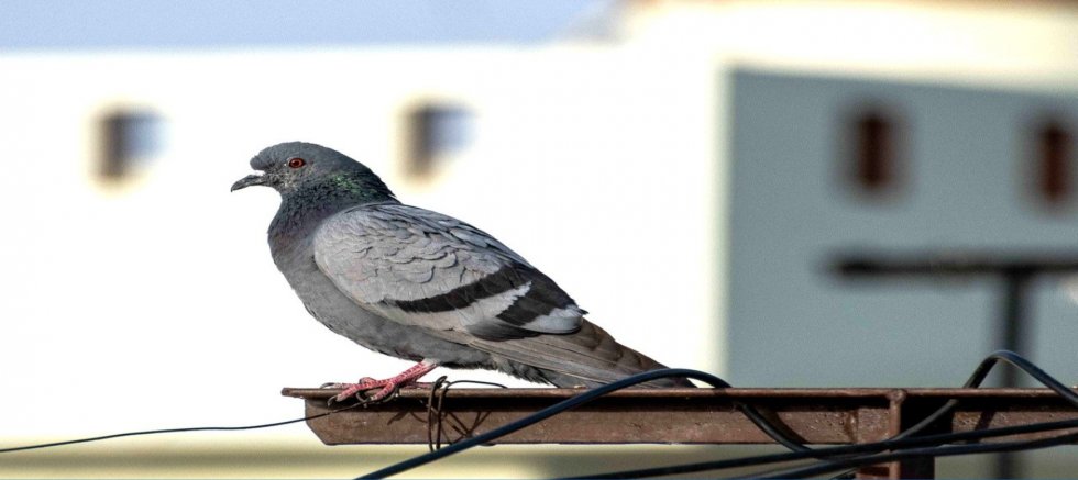 Güvercinlere bile haciz uygulandı