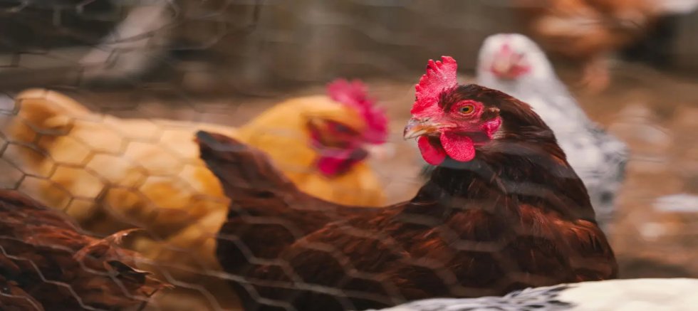 Kümes hayvancılığında gerileme: Tavuk eti ve yumurta üretimi düştü