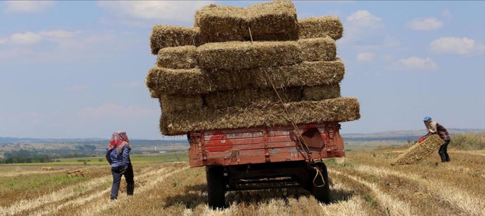 Saman fiyatları tartışma konusu oldu: Üretici ve besici karşı karşıya