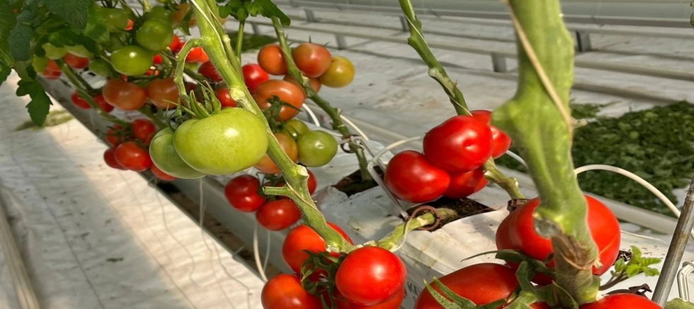 Topraksız sera yatırımı 2.5 milyar dolara ulaştı