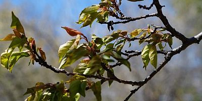 2025 zirai don ödemeleri açıklandı