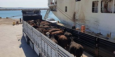 6 ayda 745 milyon dolarlık ithalat: Türkiye, canlı hayvanda rekora koşuyor