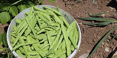 Ağustos ayında fiyatı en fazla artan ürün yüzde 56 ile yeşil fasulye oldu