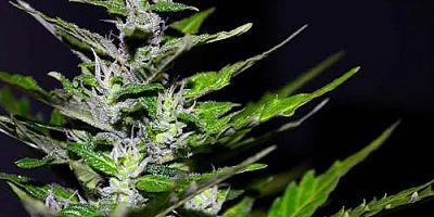 AKP'den yeni düzenleme: Eczanelerde tıbbî kenevir satılacak