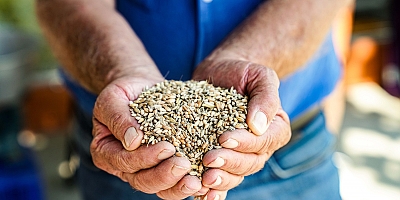 Buğday da icralık oldu: TMO’nun açık alan depolarındaki kriz büyüyor