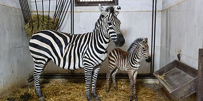 Bursa Hayvanat Bahçesi’nde zebra ailesi büyüyor