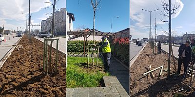 Bursa’nın 700 yıllık mirası 700 çınarla kök salıyor