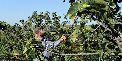 Çiftçinin enflasyonu yıllık yüzde 41,55 arttı