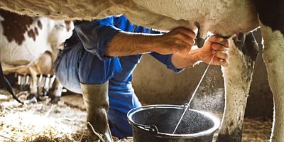 Çiğ süt maliyeti 20,04 TL oldu: Ocak'ta üretici zararına üretim yaptı