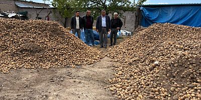 Depolarda çürüyen patates hayvan yemine dönüştü