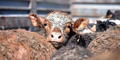 Et ithalatının faturası 1 milyar doları aştı