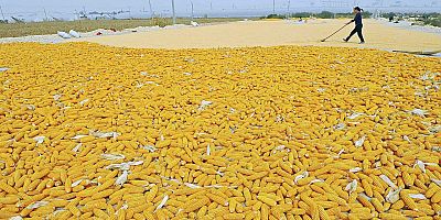 FAO, buğday ve mısır üretiminde 2026 tahminini güncelledi