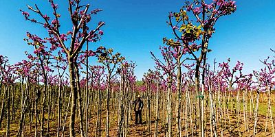 Fidan üretiminde yeni dönem: Sertifika standartları ve kayıt kuralları sil baştan!