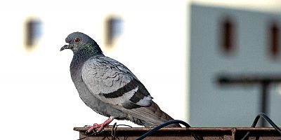 Güvercinlere bile haciz uygulandı