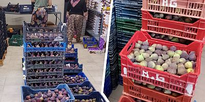 İncir üreticisi mağdur