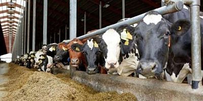 İSO raporuna göre hayvancılık sektöründe tehlike sinyalleri