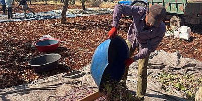 “İthalat, üreticiye de fıstık üretimine de son darbe olur”