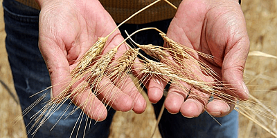 Kuraklık ve don felaketi Türkiye’yi vurdu