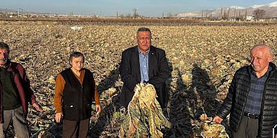 Niğde Bor’da karnabahar tarlada kaldı: Don vurdu, üretici borçta