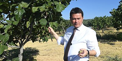 Osmangazi’den Dünyaya Açılan lezzet “Bursa Siyah İnciri”