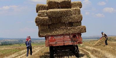 Saman fiyatları tartışma konusu oldu: Üretici ve besici karşı karşıya
