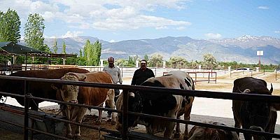 Şap salgını büyüyor, ülke geneline yayılıyor.