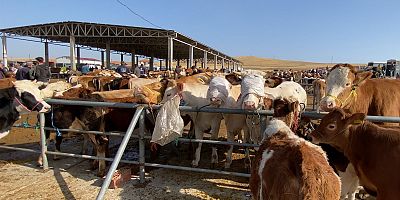Şap tehlikesi bu defa Muğla'da: 11 mahalle karantina altında