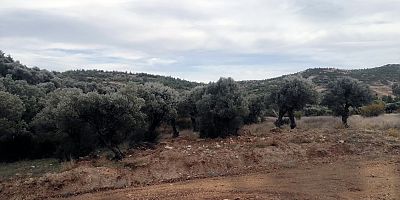 Süper talan yasası tarımdan ne götürecek?