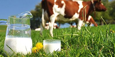 Süt üreticisinde maliyet krizi: Ulusal Süt Konseyi Ocak verisini açıklamadı