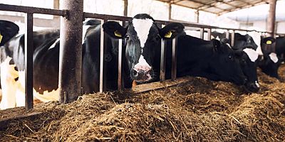 Tarım Kredi’den çiftçilere vade farksız yem desteği