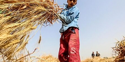 Tarımda iş gücünün neredeyse yarısını çocuklar oluşturuyor