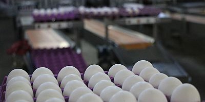 Tavuk eti üretimi arttı, yumurta üretimi düştü