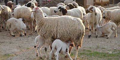 TİGEM 2 bin kuzu satacak