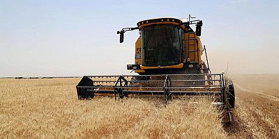 TİGEM 2 bin ton buğday satacak