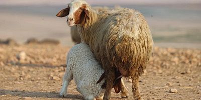 TİGEM küçükbaş hayvancılık desteğinde kapasite alarmı: 150 bin koyun projesi gen kaynaklarını tehdit mi ediyor?