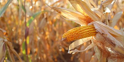 TMO 2025 yılı mısır alım fiyatını açıkladı