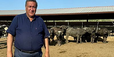 Türkiye'de manda sayısı 1,6 milyondan 170 bine geriledi