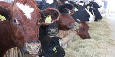 Türkiye’de yerli sığır alarmı: Sayı ilk kez 1 milyonun altına düştü!