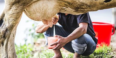 TÜSEDAD, çiğ süt alım fiyatında yüzde 14,4 zam talep etti