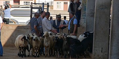 TZOB: Et ve Süt Kurumu satılamayan hayvanları ek masraflarla almalı