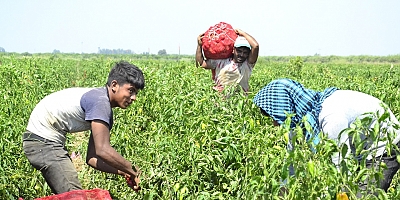  Üreticiyle market arasındaki fark sivri biberde yüzde 283’e ulaştı