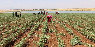 Üretim düşüyor, maliyetler artıyor | Gürer: 2025 üretim kaybı rafa zam olarak yansıdı