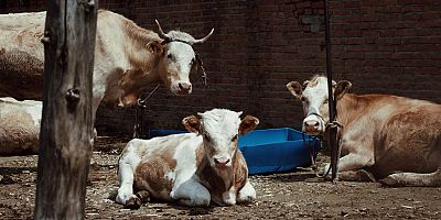Veteriner harcamalarında rekor artış