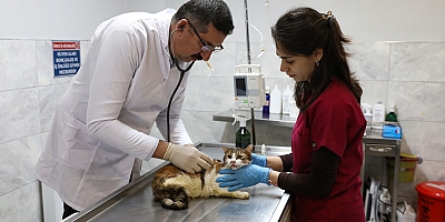 Yaralı kediye Büyükşehir şefkati