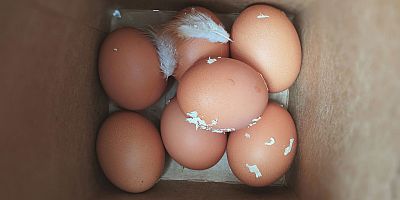 Yumurta üretimi yüzde 7,1 azaldı