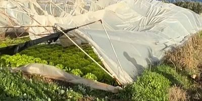 Ziraat Mühendisleri Odası Bursa Şubesi: Lodos'tan etkilenen çiftçinin zararı karşılanmalı