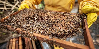 Zirai don arıcılığı da vurdu: Bal verimi yüzde 50 azaldı